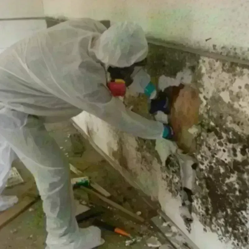 Best Mold Remediation and Removal Service in Monterey, CA